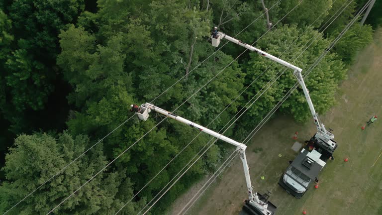 Tree and Shrub Care in Wills Point, TX